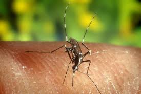 Calendario interventi anti-zanzara e derattizzazione